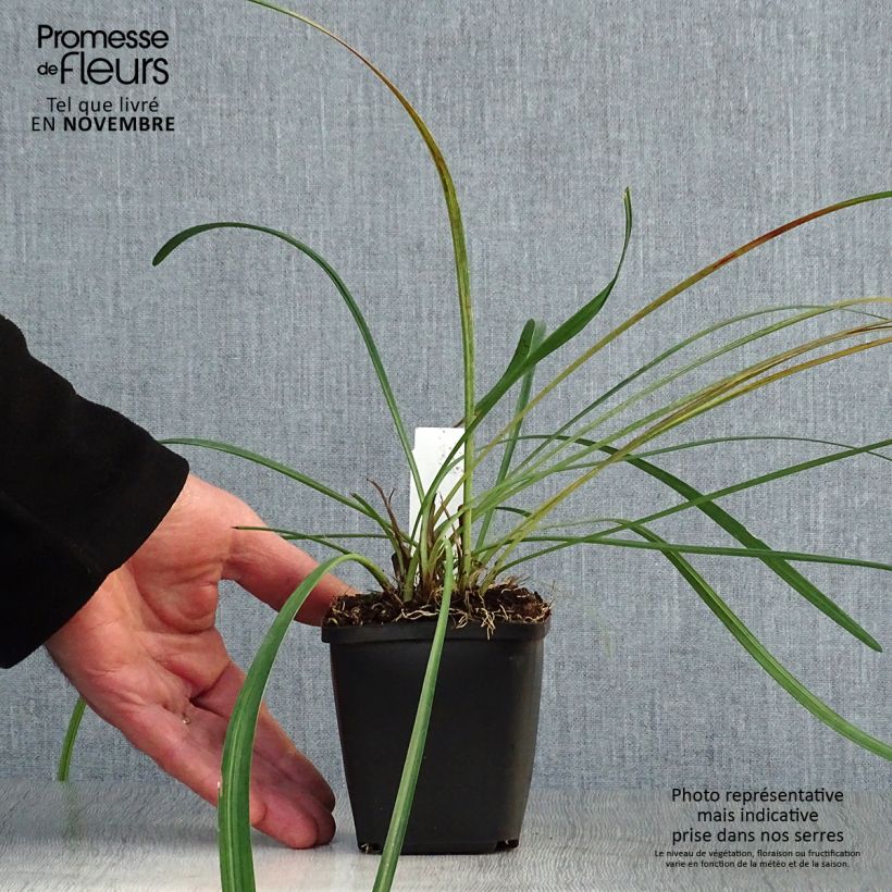 Liriope muscari 8/9 cm pot sample as delivered in autumn