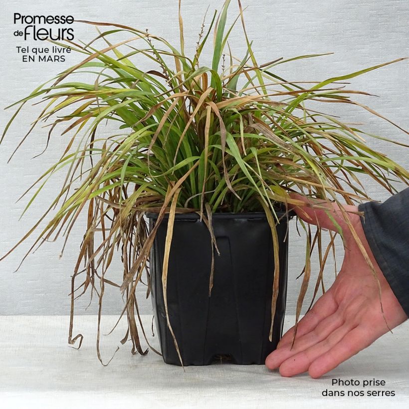 Liriope muscari 2L/3L pot sample as delivered in spring