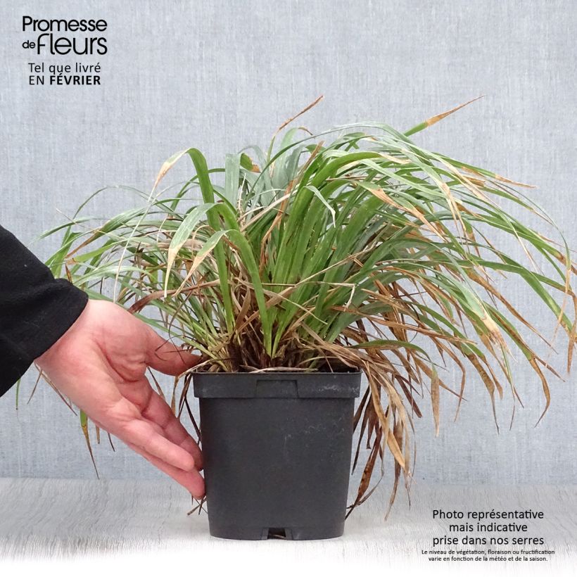 Liriope muscari 2L/3L pot sample as delivered in winter