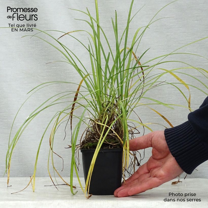 Liriope spicata 8/9 cm pot sample as delivered in spring