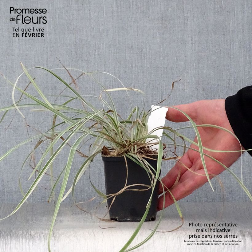 Liriope spicata Silver Dragon 8/9 cm pot sample as delivered in winter