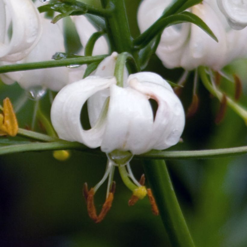 Lilium martagon var. album  (Flowering)
