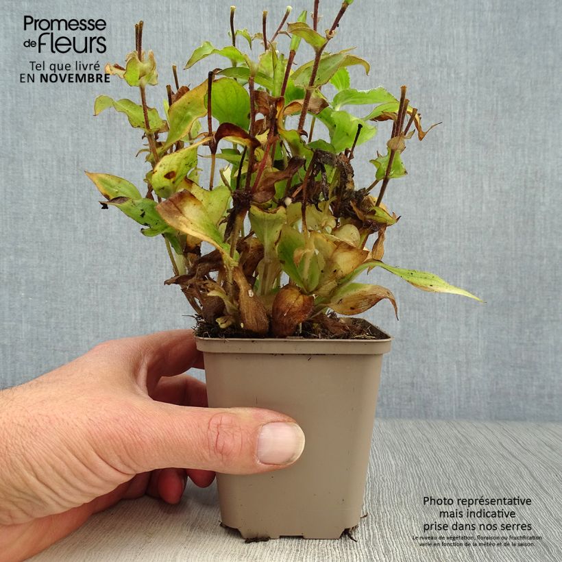 Tricyrtis hirta - Toad Lily 8/9 cm pot sample as delivered in autumn