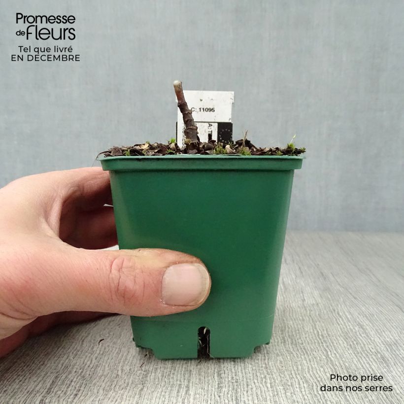 Tricyrtis hirta - Toad Lily 8/9 cm pot sample as delivered in winter