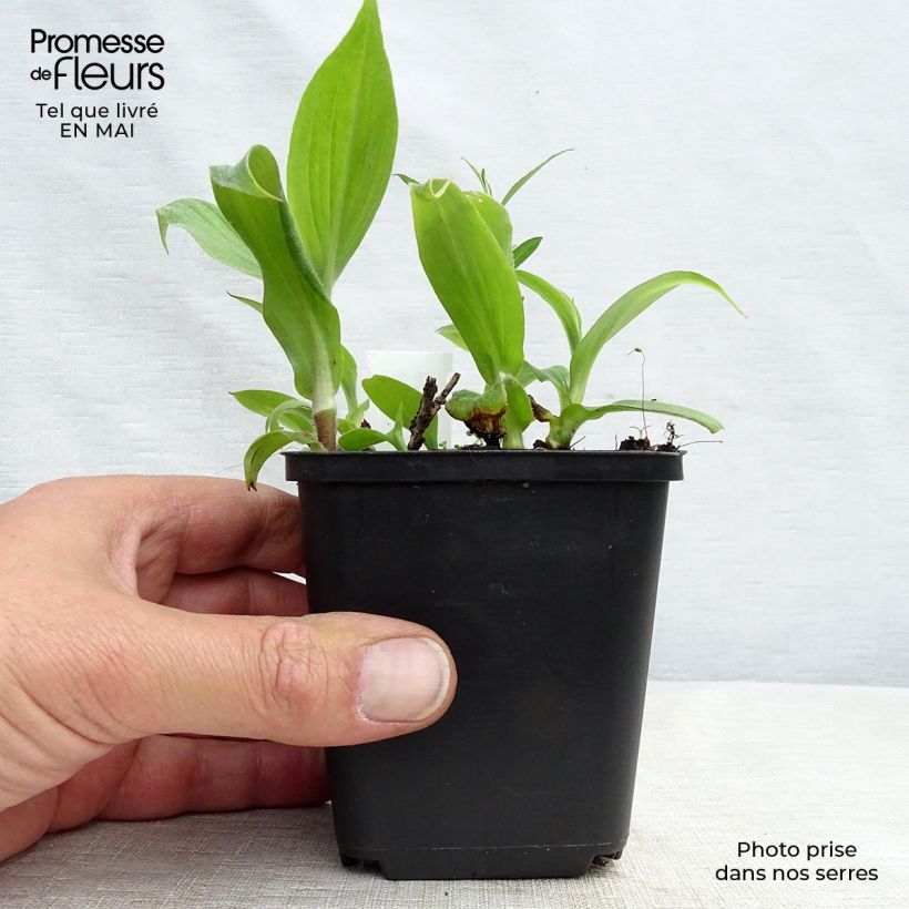 Tricyrtis hirta Miyazaki - Toad Lily 8/9 cm pot sample as delivered in spring