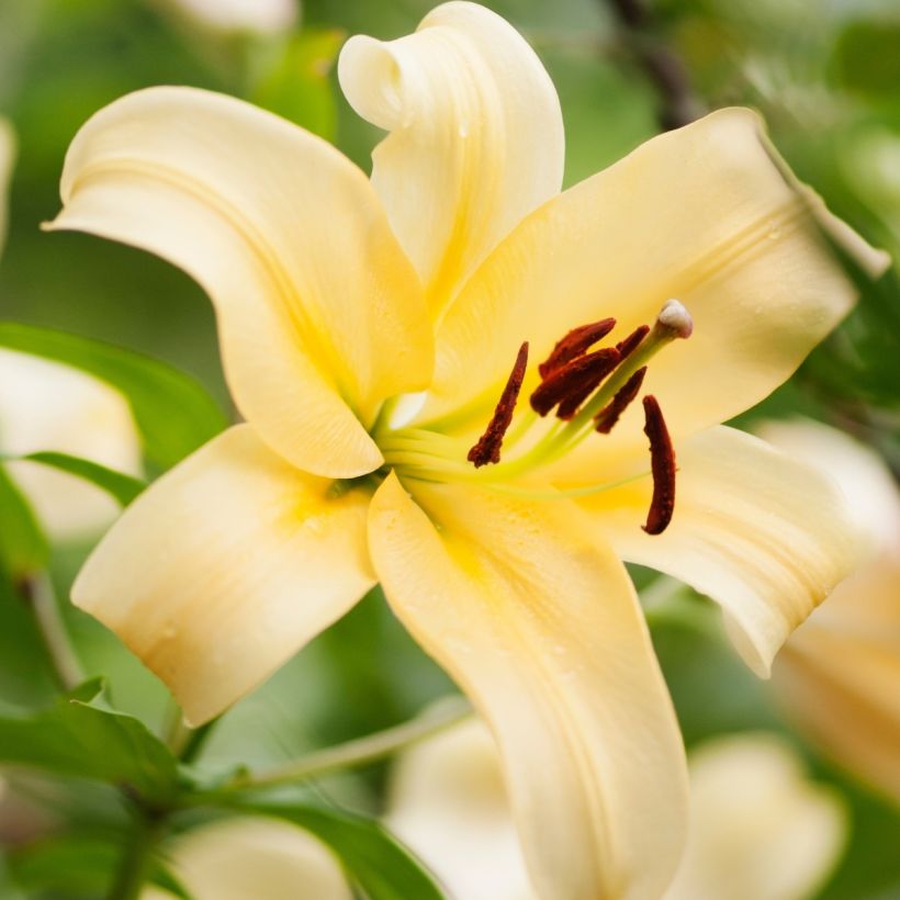 Lilium Honeymoon - Lily (Flowering)