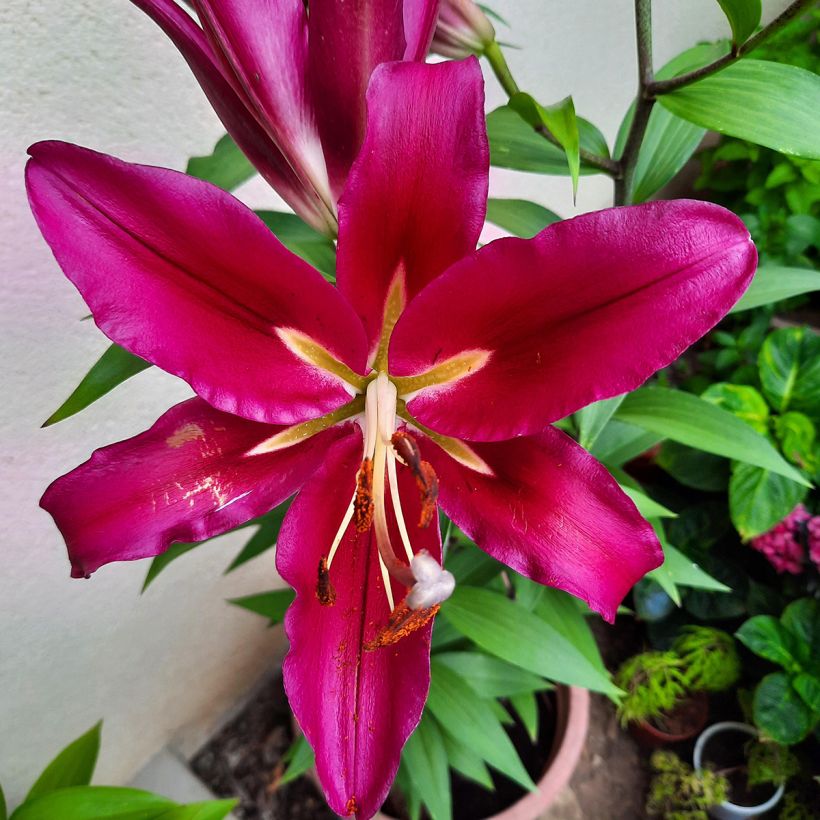 Lilium Carbonero® - Lily (Flowering)