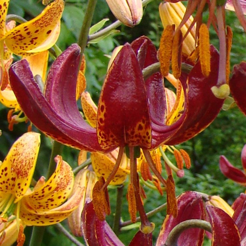 Lilium martagon P320 JW10 (Flowering)