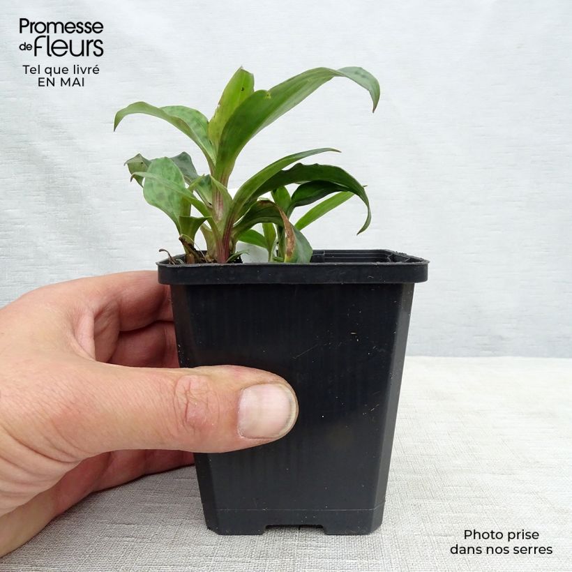 Tricyrtis formosana - Toad Lily 8/9 cm pot sample as delivered in spring