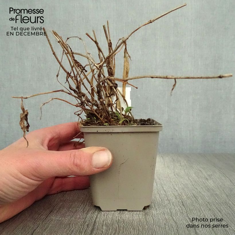 Tricyrtis hirta Taiwan Abdane - Toad Lily 8/9 cm pot sample as delivered in winter