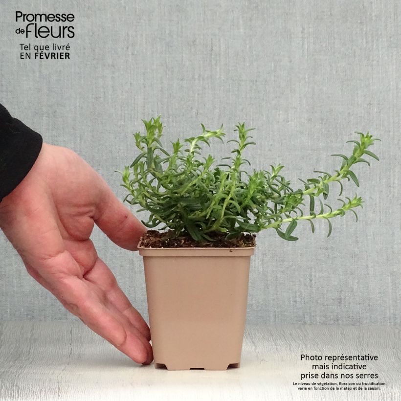 Lithodora diffusa Heavenly Blue 8/9 cm pot sample as delivered in winter