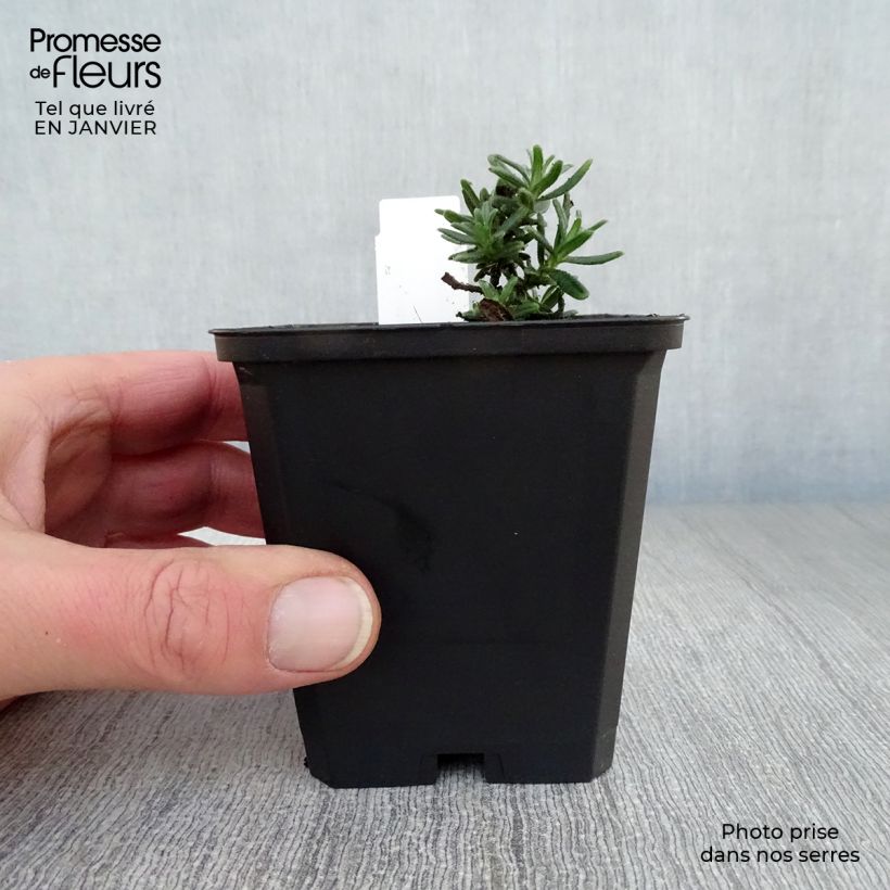 Lithodora diffusa Star 8/9 cm pot sample as delivered in winter