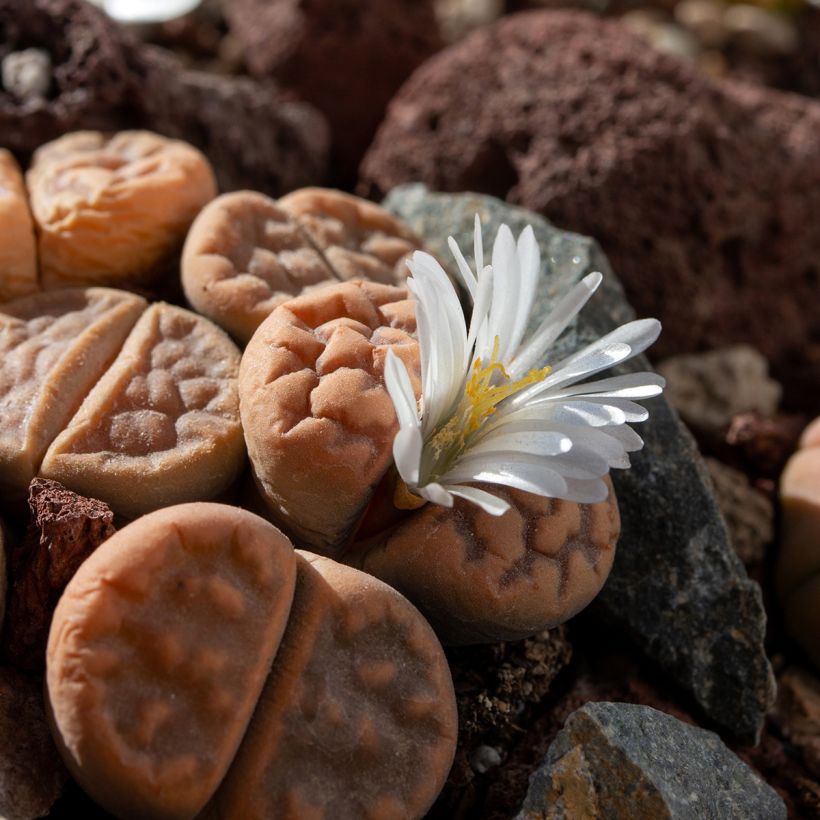 Lithops Pebble Plants Mixed - Living Stone (Flowering)