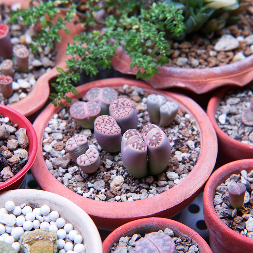 Lithops Pebble Plants Mixed - Living Stone (Plant habit)