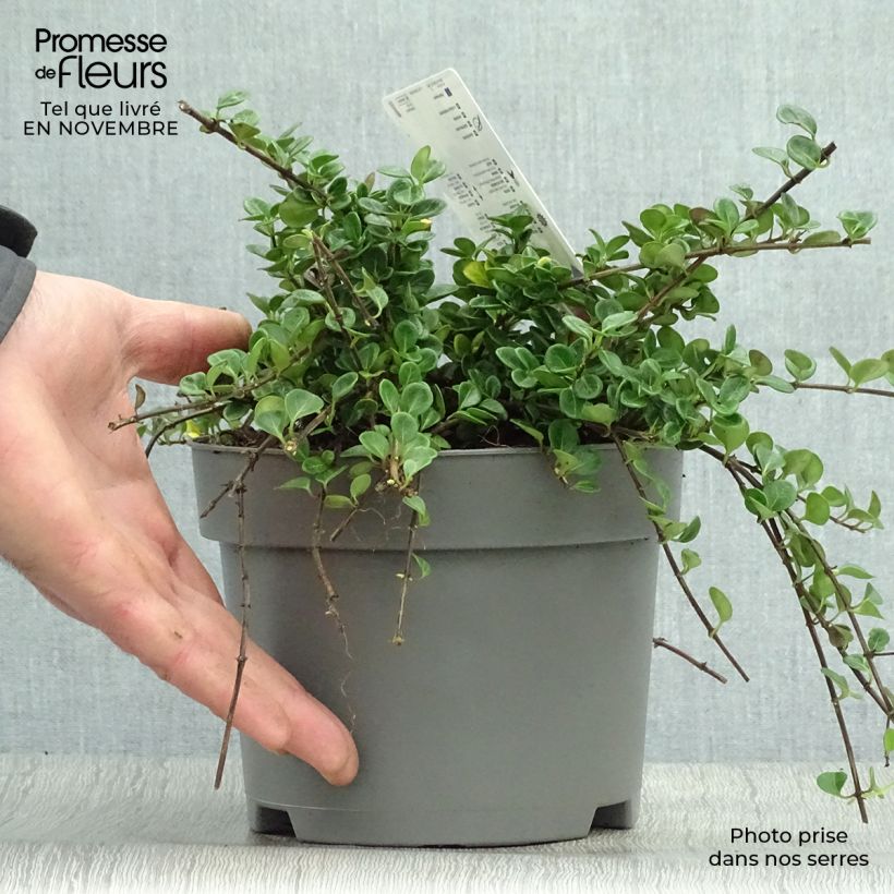 Lonicera crassifolia Little Honey 2L/3L pot sample as delivered in autumn