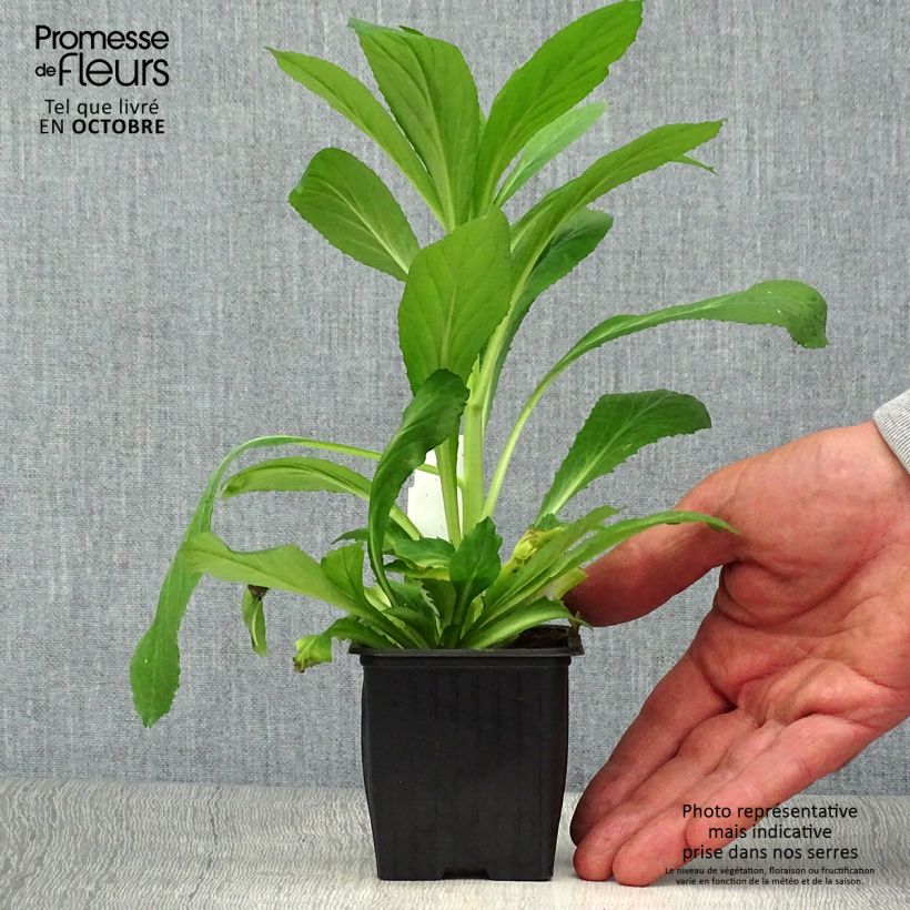 Lobelia gerardii Vedrariensis 8/9 cm pot sample as delivered in autumn