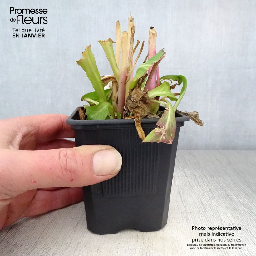 Lobelia gerardii Vedrariensis 8/9 cm pot sample as delivered in winter