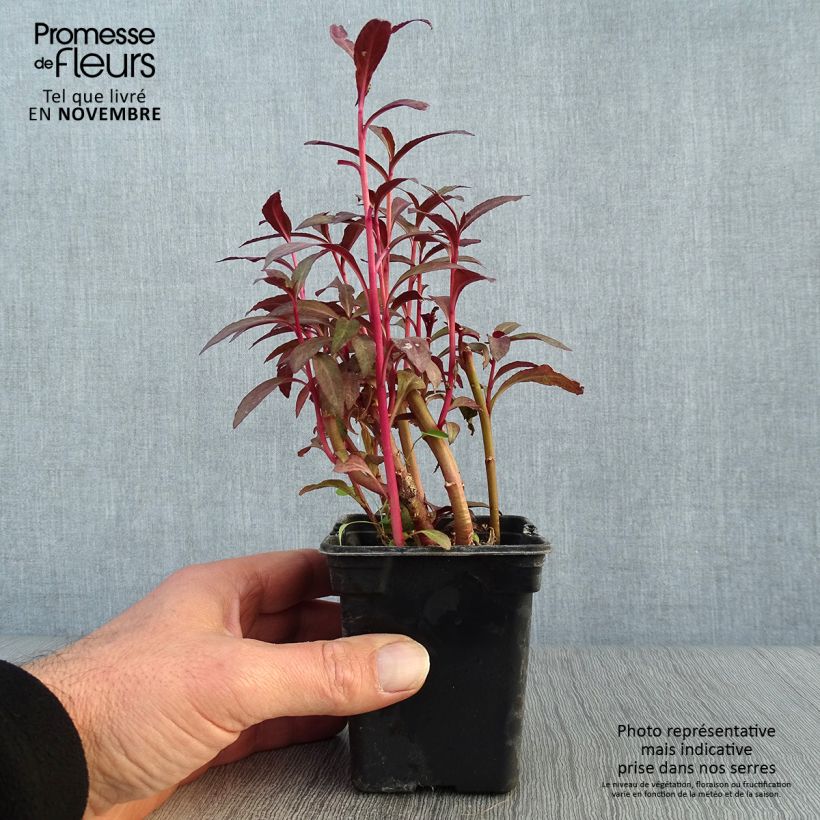 Lobelia fulgens Queen Victoria 7/8 cm pot sample as delivered in autumn
