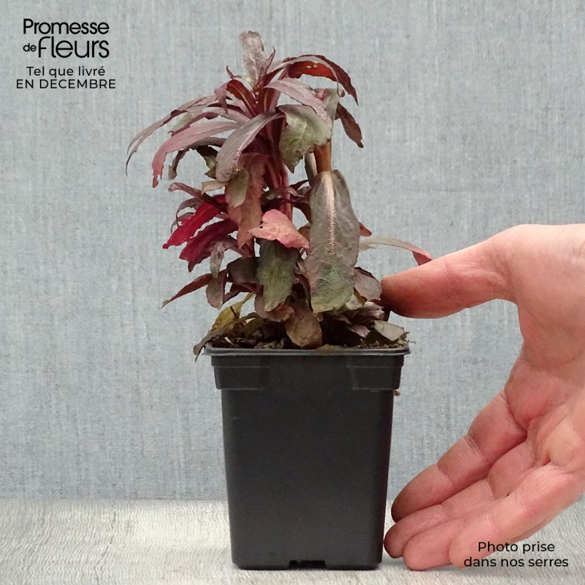 Lobelia fulgens Queen Victoria 7/8 cm pot sample as delivered in winter