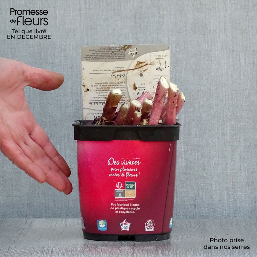 Lobelia fulgens Queen Victoria 2L/3L pot sample as delivered in winter