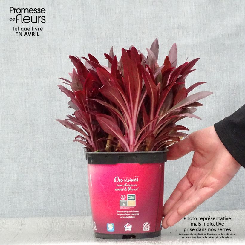 Lobelia fulgens Queen Victoria 2L/3L pot sample as delivered in spring