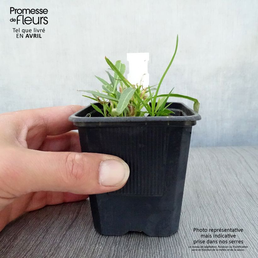 Lobelia laxiflora 8/9 cm pot sample as delivered in spring