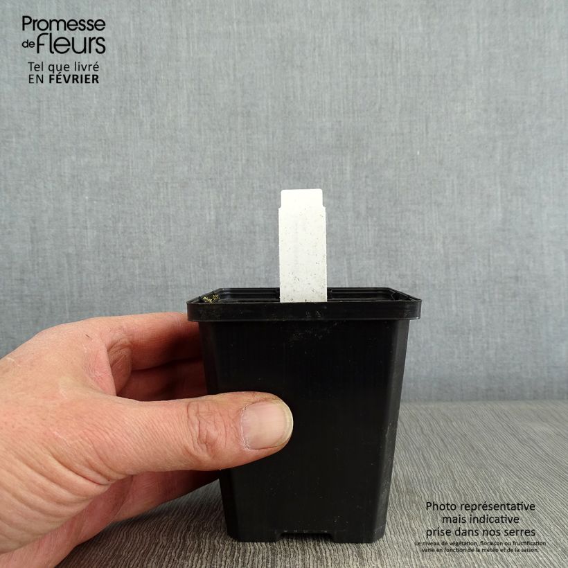 Lobelia sessilifolia 8/9 cm pot sample as delivered in winter