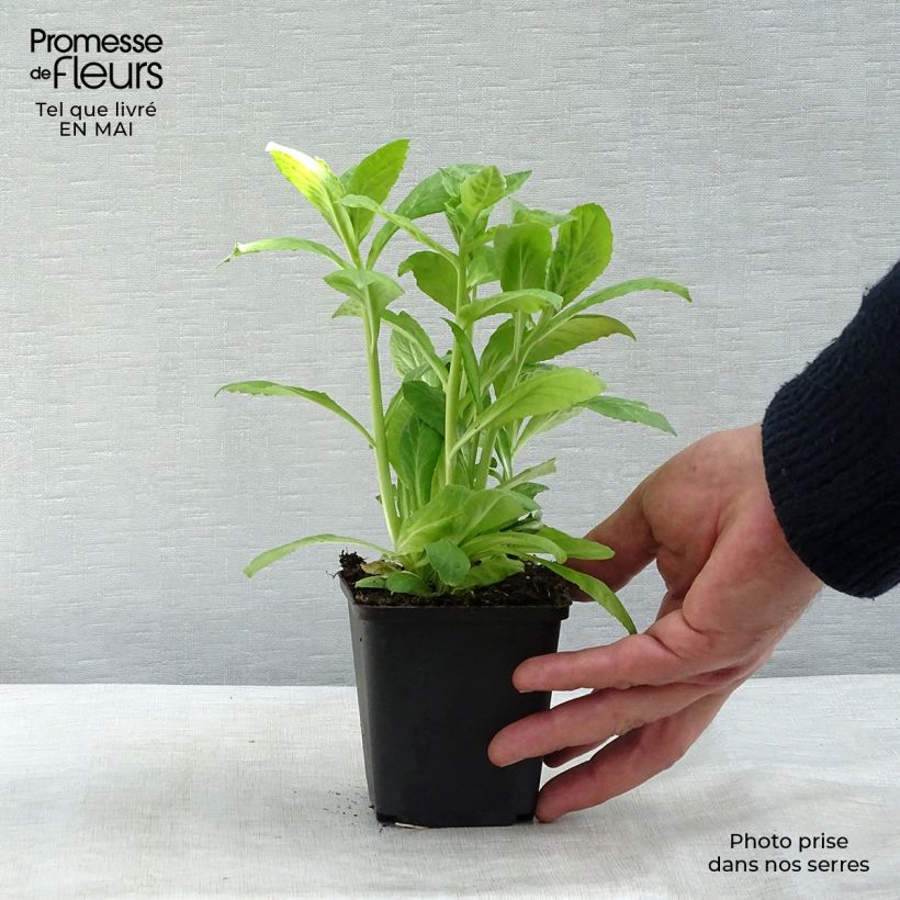 Lobelia siphilitica Alba 8/9 cm pot sample as delivered in spring