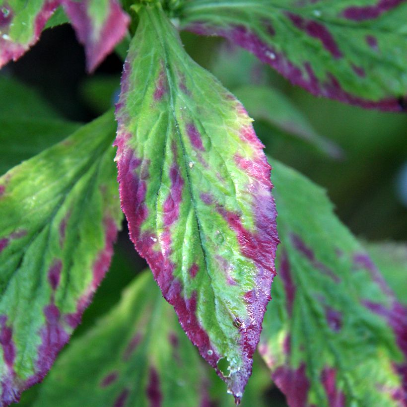 Lobelia siphilitica (Foliage)