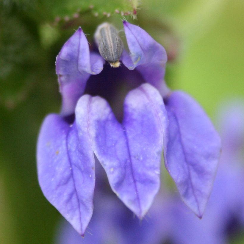 Lobelia siphilitica (Flowering)