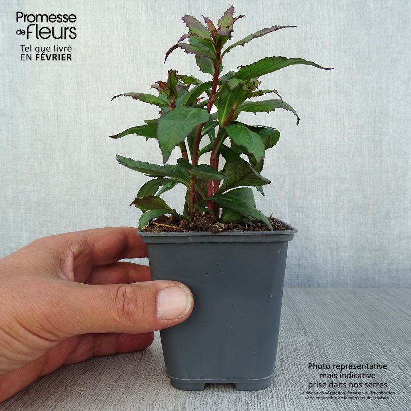 Lobelia speciosa Fan Salmon 8/9 cm pot sample as delivered in autumn