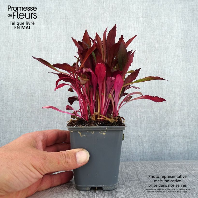 Lobelia speciosa Fan Salmon 8/9 cm pot sample as delivered in spring