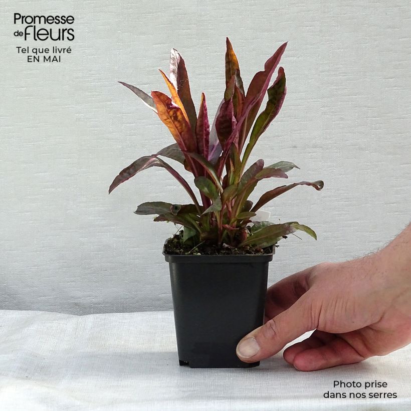 Lobelia speciosa Russian Princess 8/9 cm pot sample as delivered in spring