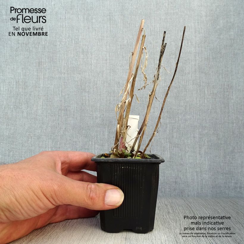 Lobelia speciosa Russian Princess 8/9 cm pot sample as delivered in autumn