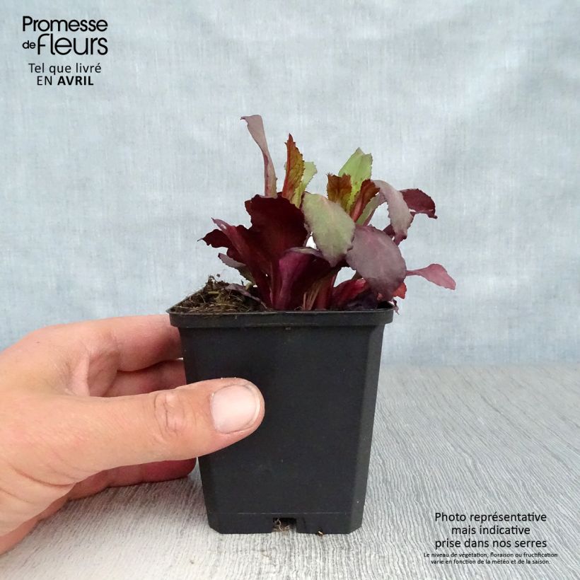 Lobelia speciosa Starship Scarlet 8/9 cm pot sample as delivered in spring