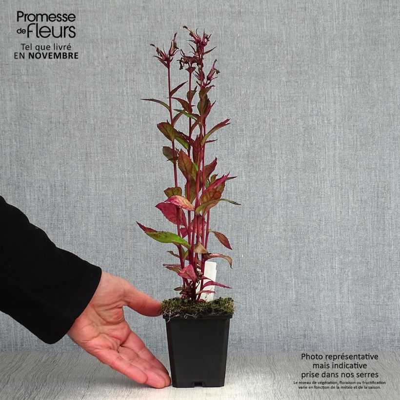 Lobelia speciosa Tania 7/8 cm pot sample as delivered in autumn