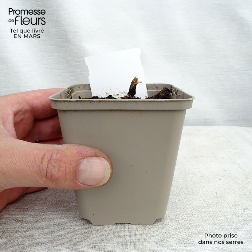 Lobelia speciosa Tania 7/8 cm pot sample as delivered in winter