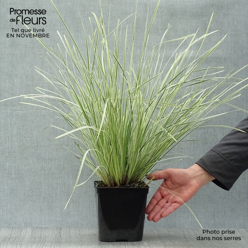 Lomandra longifolia White Sands 2L/3L pot sample as delivered in autumn