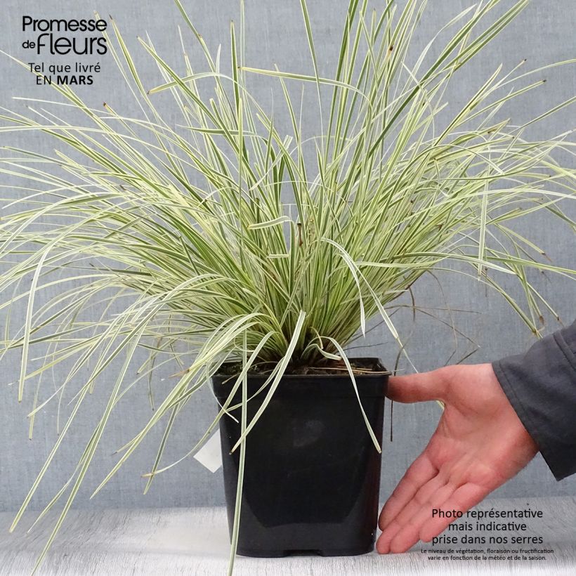 Lomandra longifolia White Sands 2L/3L pot sample as delivered in spring