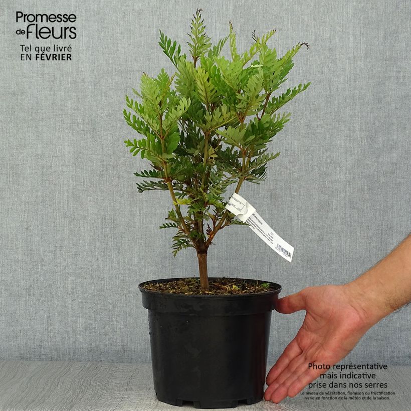 Lomatia ferruginea 3L/4L pot sample as delivered in autumn