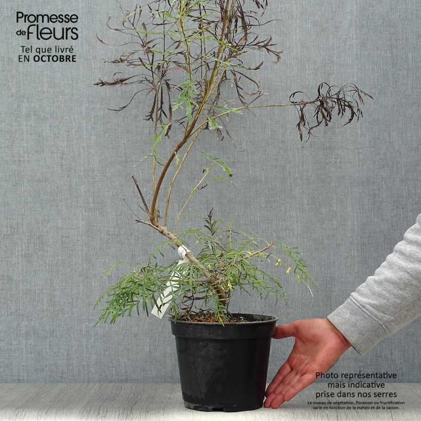 Lomatia silaifolia 3L/4L pot sample as delivered in autumn