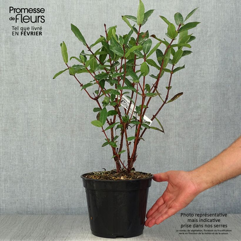 Lonicera caerulea Boreal Beauty - Honeyberry 3L/4L pot sample as delivered in autumn