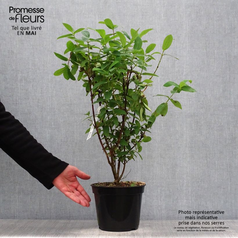 Lonicera caerulea Boreal Beauty - Honeyberry 3L/4L pot sample as delivered in spring