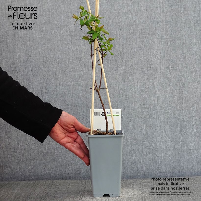 Lonicera kamtschatica - Honeyberry 1.5L/2L pot sample as delivered in winter