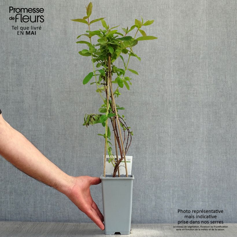 Lonicera kamtschatica - Honeyberry 1.5L/2L pot sample as delivered in spring