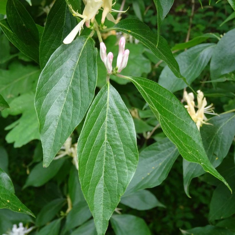 Lonicera caprifolium (Foliage)