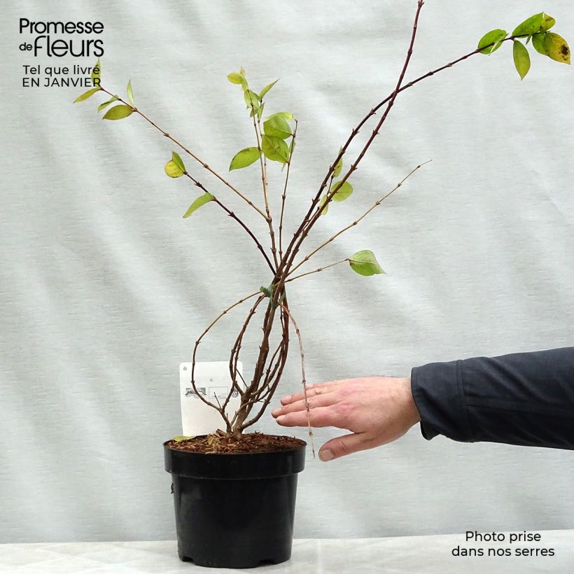 Lonicera fragrantissima - Winter Honeysuckle 2L/3L pot sample as delivered in winter