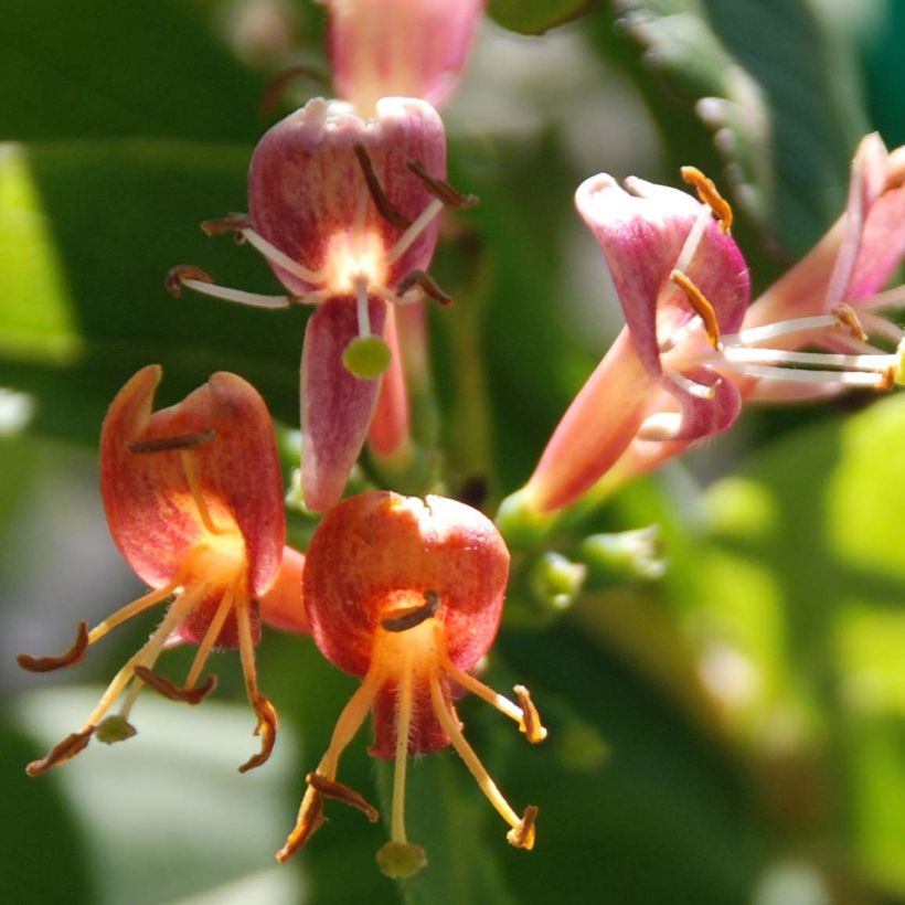 Lonicera henryi (Flowering)
