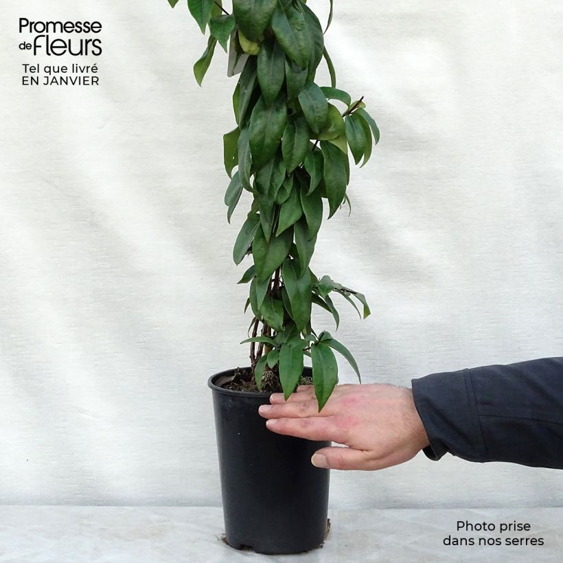 Lonicera henryi Copper Beauty - Henry's honeysuckle 2L/3L pot sample as delivered in winter