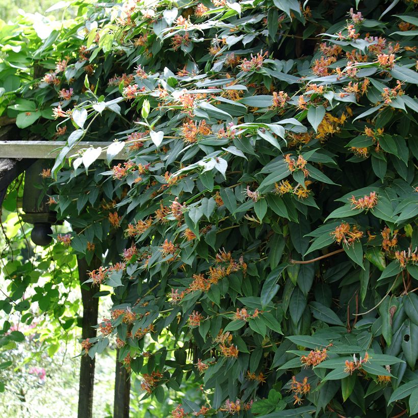 Lonicera henryi (Plant habit)